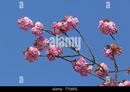 Japanese cherry blossom, Bremerhaven, Bremen, Germany Stock Photo