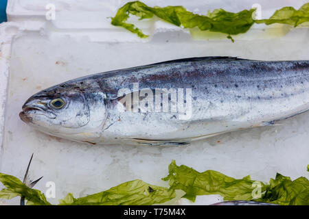 Firesh mediterranean lampuga at  seafood market, Napoli Stock Photo