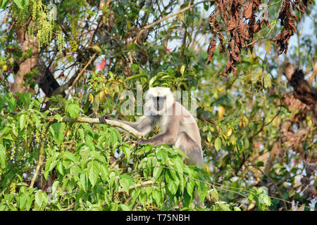 Tarai gray langur, Tarai-Hanuman-Langur, Semnopithecus hector, Chitwan National Park, Nepal, UNESCO World Heritage Site Stock Photo