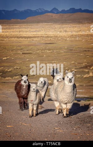 Group of curious alpacas in Bolivia, Andes mountains in the background Stock Photo