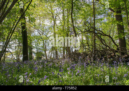 Bluebells Stock Photo