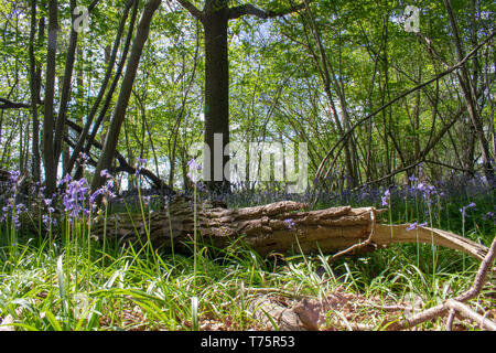 Bluebells Stock Photo