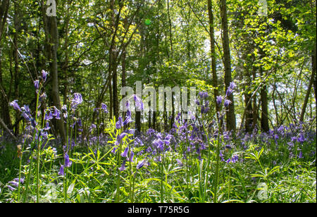 Bluebells Stock Photo