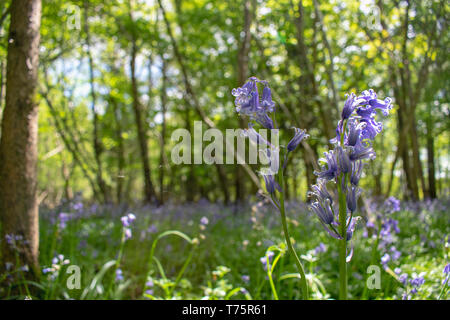 Bluebells Stock Photo