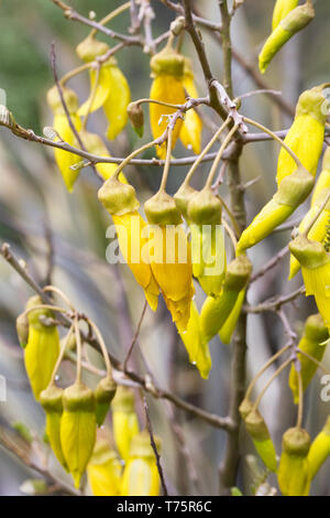 Sophora tetraptera flowers. Stock Photo