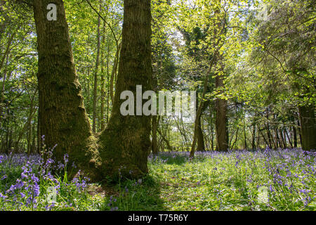 Bluebells Stock Photo