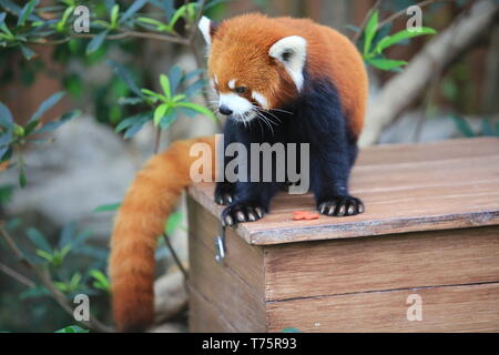 Cute Red Panda Live In Hong Kong Zoo In The Wild Habitat Of Red Pandas Tree Branches Are Often Covered With Reddish Brown Moss Stock Photo Alamy
