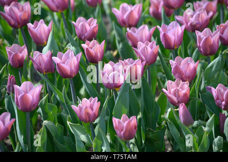 Purple tulips growing on the lawn Stock Photo