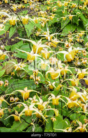 Barrenwort, Epimedium 'Amber Queen' Stock Photo