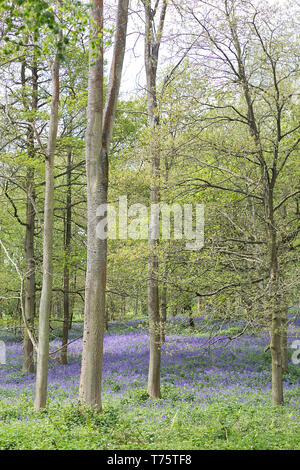 Ancient Bluebell woods