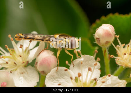 Long Hoverfly (lat. Sphaerophoria scripta) male Stock Photo