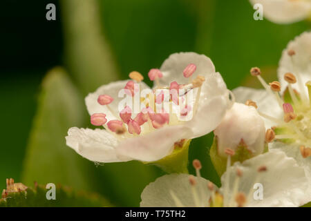 Long Hoverfly (lat. Sphaerophoria scripta) male Stock Photo