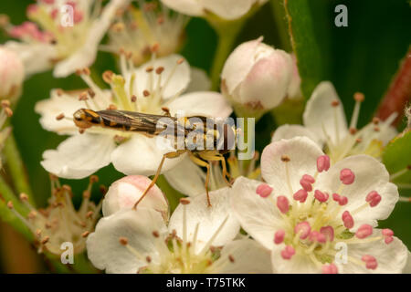 Long Hoverfly (lat. Sphaerophoria scripta) male Stock Photo