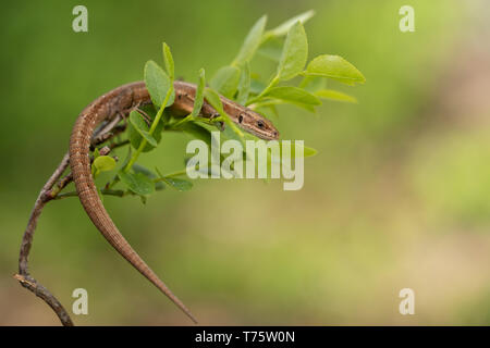 Wildlife photo of The viviparous or common lizard Zootoca vivipara