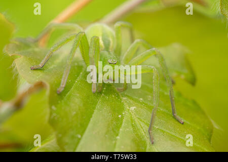 Wildlife macro photo of Green huntsman spider, Micrommata virescens Stock Photo