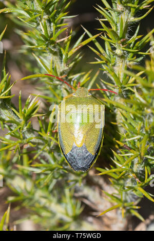 Piezodorus lituratus, Gorse Shieldbug (shield bug), an insect in the Pentomidae family, on gorse in heathland habitat, UK Stock Photo