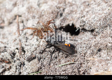 Black banded spider wasp (Anoplius viaticus) provisioning its nest burrow in sand with a paralysed spider, Surrey heathland, UK. Insect behaviour. Stock Photo