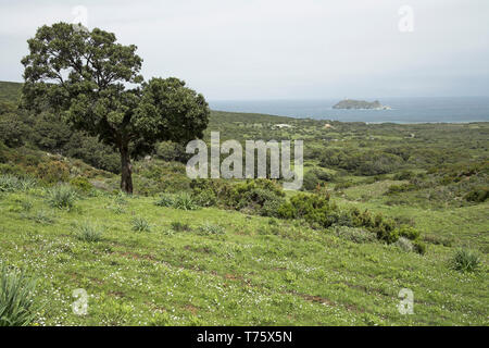Evergreen oak Quercus ilex on maquis and garrigue Cap Corse Corsica France Stock Photo