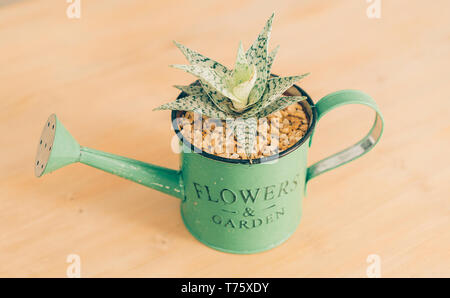 Frontal view of an Aloe succulent plant in detail, closeup view, in a wooden background with a green watering can pot . Stock Photo