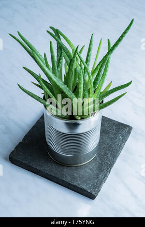 Green modern aloe vera succulent medicine plant used for natural skincare in a recycled simple tin can alternative flowerpot on stone