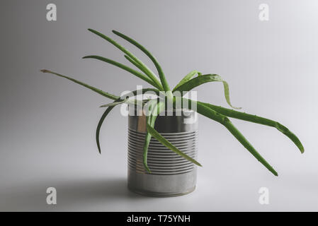 Simple vintage green aloe vera succulent plant in an alternative reused tin can hipster flowerpot on white background.