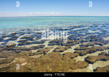 Hamelin Pool is hypersaline it has approximately double the salinity of normal seawater which provides an ideal environment for the stromatolites to g Stock Photo