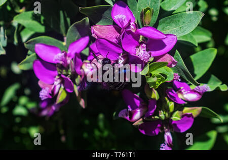 Cleared for Takeoff. A Carpenter Bee taking off from a purple flower. Stock Photo