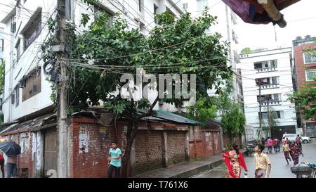 Asian Fruits rose apple tree Stock Photo