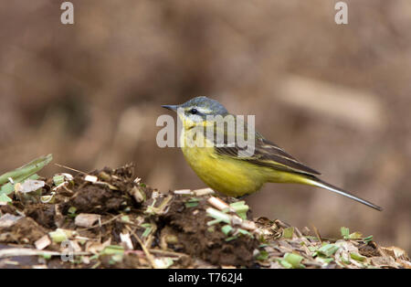 Yellow Wagtail perched Stock Photo