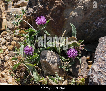 closeup of a dwarf purple thistle-like flowering plant growing in between the rocks in the South Judean Desert near Arad in Israel Stock Photo
