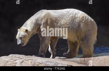 profile of a wet beige polar bear walking on a beige boulder with a nearly black background Stock Photo