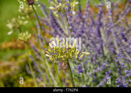 White heaven agapanthus against purple lavender in garden Stock Photo