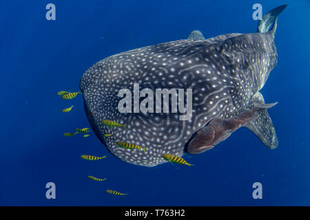 Whale shark ( Rhincodon typus  with common remora (Remora remora) attached and juvenile  golden trevally (Gnathanodon speciosus), Honda Bay, Puerto Pr Stock Photo