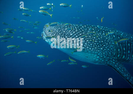 Whale shark ( Rhincodon typus ) with juvenile golden trevally (Gnathanodon speciosus, Honda Bay, Puerto Princesa, Palawan, the Philippines. Stock Photo