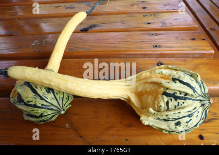 Organic miniature gourds, decorative ornamental pumpkins  on wooden table close up Stock Photo