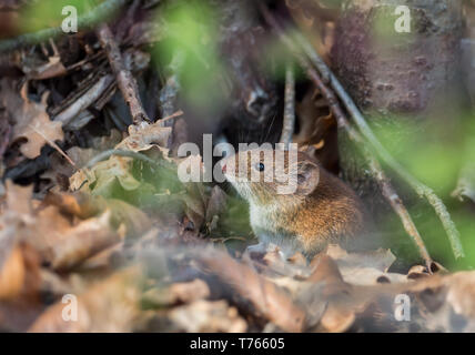 Little wood mouse Stock Photo