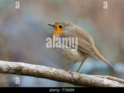 European robin bird Stock Photo