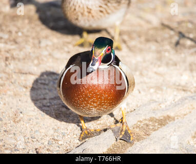 Looking down at Wood Duck at Horn Pond in Woburn, Massachusetts. Stock Photo