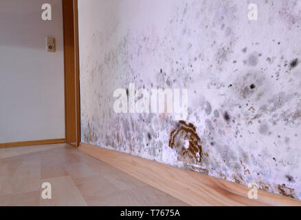 Mold, wall, brown cellar sponge, damage Stock Photo