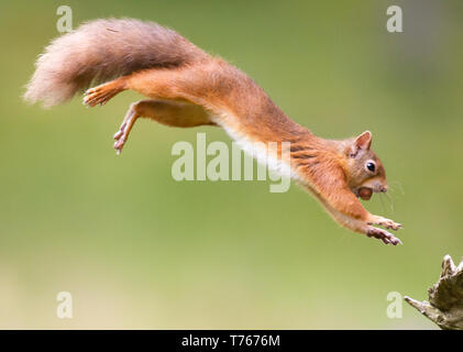Leaping Red Squirrel