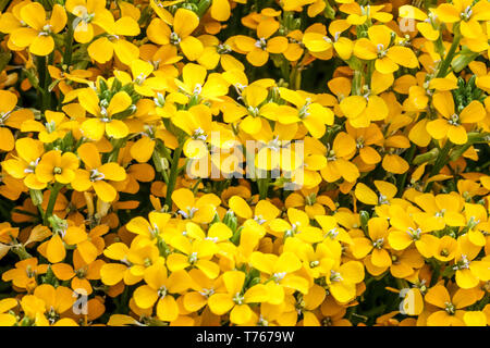 Wallflower, Erysimum pulchellum 'Altgold' Stock Photo