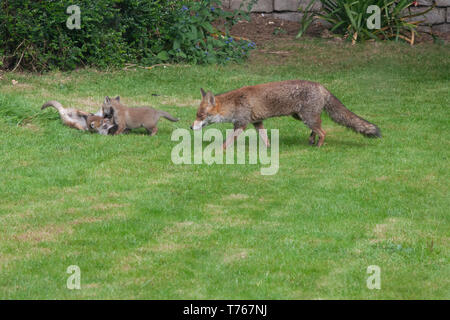A fox vixen and her cubs in a suburban garden in Clapham, south London. She has a litter of six cubs. Stock Photo