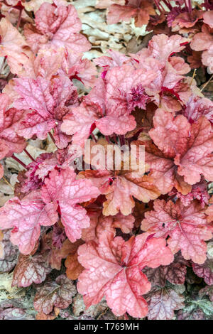 Alum Root Heuchera 'Peach Flambe' Leaves Coral Bells Garden Stock Photo