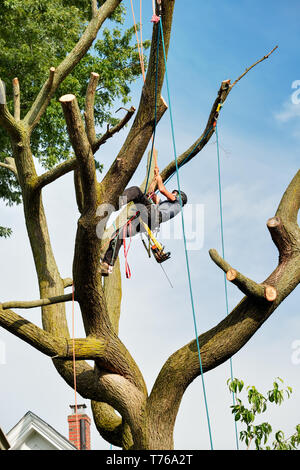 Professional arborist climbing and dismantling tree with chainsaw ...