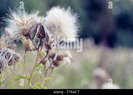 Selective focus, fluffy thistle plants in Hampstead Heath of London during autumn season Stock Photo