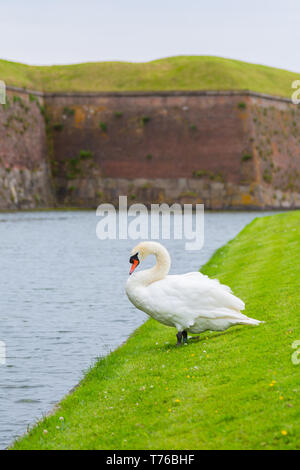 Swan near the protective moat with water Stock Photo