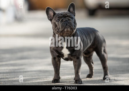Adorable french bulldog is looking up towards right side while taking a walk outdoor. Cute doggy look face shot in landscape mode Stock Photo