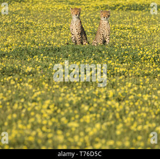 Cheetah and cubs in Northern Tuli Game reserve Botswana Stock Photo