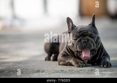 Yawning gray frenc bulldog while sitting on the pavement. Shot outdoor with natural light Stock Photo