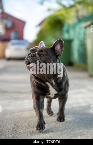 Close up canine portrait of gray french bulldog shout outdoorwhile looking away. Cute puppy purebreed Stock Photo